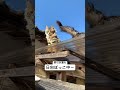 日向ぼっこ中〜　 ねこ動画 ねこ ねこの日常 保護猫 ねこのいるくらし 猫のいる暮らし うちのねこ 子猫