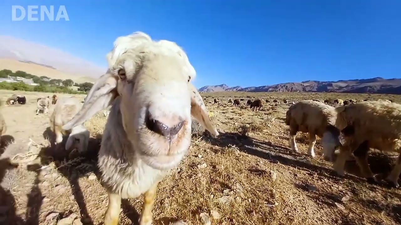 Nomadic Life In Iran Sheep Grazing Around The Village And The Sound