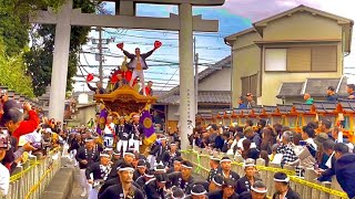 【 矢代寸神社 細い参道 絶対にセンター決めないと 宮入 できない 神社 🫢】岸和田市 東岸和田地区 矢代寸神社 宮入り 〔 岸和田だんじり 祭り 岸和田祭  〕kishiwada danjiri