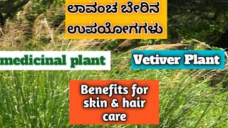 ಲಾವಂಚ/ಉಸಿರ/ಖಸ್/vetiver ಬೇರಿನ ವಿಶೇಷ ಉಪಯೋಗಗಳು| medicinal plant|How to use|#bombattkitchen