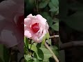 my terrace garden blooming rose flower blooms#shorts #youtubeshorts #viralshorts #flowers