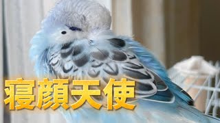 寝顔が天使すぎるセキセイインコ　#shorts