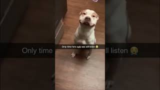 Pitbull just smiling 🙂 #edit #memes #shorts #funny #dog #pitbull