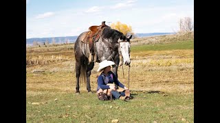 Diesel 7 Yr Old AQHA Gelding