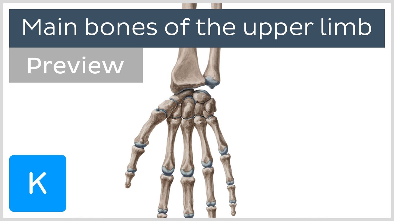 Main Bones Of The Upper Limb (preview) - Human Anatomy | Kenhub - YouTube