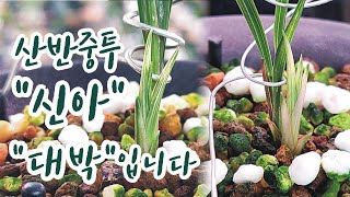 산채품 산반중투 신아 대박입니다.