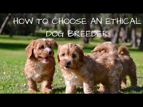 How to choose an ethical dog breeder How to choose an ethical dog breeder