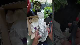 ഈ വളം ഉപയോഗിച്ച് നോക്കൂ #video #plants