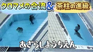 アザラシ幼稚園　㊗️茶柱の進級とクロマメの合流