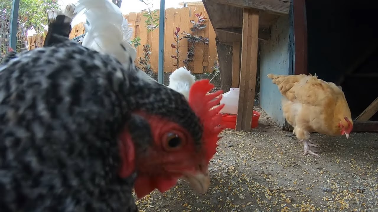 Backyard Chickens Relaxing Coop Video Sounds Noises Hens Clucking ...