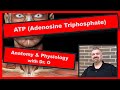 ATP (Adenosine Triphosphate):  Anatomy and Physiology