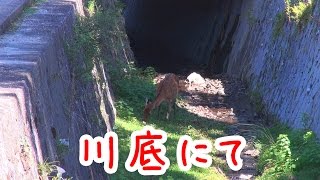 奈良公園　川底で草を食べる鹿さん