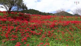 栃木県那須町蓑沢の彼岸花