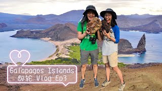 [ENG SUB] Galapagos Islands Vlog Ep3｜Swimming with penguins🐧｜Frigate mating season｜Red-footed booby