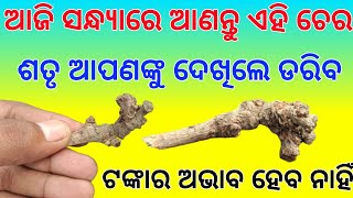 ଆଜି ସନ୍ଧ୍ୟାରେ ଆଣନ୍ତୁ ଏହି ଚେର ଶତୃ ଦେଖିଲେ ଡରିବ ଟଙ୍କାର ଅଭାବ ହେବ ନାହିଁ | tec bigyan | tecbigyan Odia