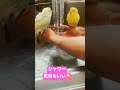 シャワー浴びたくて食器洗いをしていたら邪魔しにくるぴいとあお。 shorts ＃インコ セキセイインコ もちくらチャンネル もっちー ＃水浴び＃シャワー budgies birds