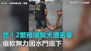 遭惡意遺棄？2獒犬瘦成「毛皮地毯」趴水溝喝髒水求生！｜三立新聞網SETN.com