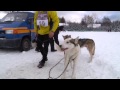 20. schlittenhunderennen in nassau