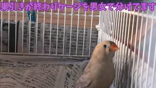 イザベルフォーン錦華鳥夫婦の子育て後の様子