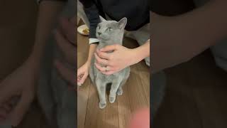 【超簡単】猫ちゃんに薬をあげる方法💊