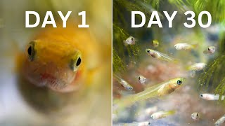 How Easy is Guppy Breeding? | 30 Day Experiment