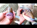 This Mysterious Fish With Human Lips And Teeth Was Just Caught In Malaysia