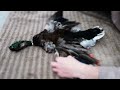 flying mallard mount timelapse part 1