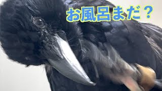 お風呂を催促するカラスのリキ