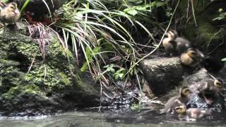 野鳥：カルガモ 親子－２／ＨＴ公園