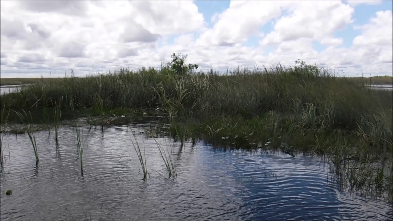 Everglades Youtube