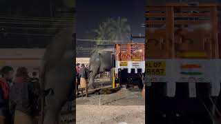 പുതിയങ്ങാടി നേർച്ചക്ക് ആനയെ ഇറക്കുന്ന കാഴ്ച | Elephant arrive on truck in tirur #shorts #elephant