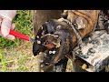 ep122 cleaning mud cut and trim the steel with nailed was stuck in cow hoof