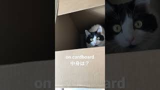 ［CAT］what's inside the box(箱の中身はなんだろな)《2023/01/27shoot》