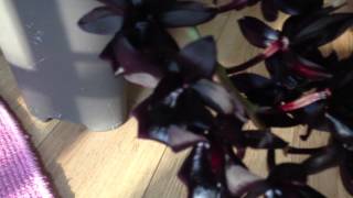 Monnierara Millennium Magic 'Witchcraft' Black Orchid in Bloom