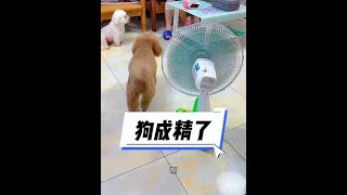 狗成精了 #狗子成精了 #逗你一笑😅😅😅烦恼忘掉 #笑到肚子疼 #看一遍笑一遍 #创作灵感