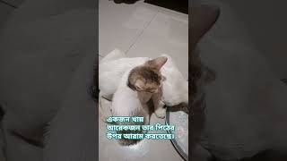 #tushumao #cat #cute #foryou  কারো খাওয়া শেষ, আর কারো খাওয়া চলতেছে।