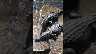 Alligators In The Florida Everglades 🐊👀 #travel #explore #wildlife