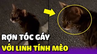 Rợn tóc gáy với Linh Tính của loài Mèo | Yêu Lu Official