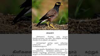 Birds facts in Tamil | மைனா | Tamil new facts