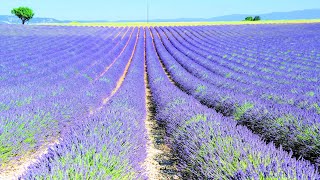 Lavande Angelvin, France - Lavender Fields in Provence