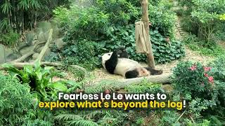 Panda Cub Cam 🐼  - Le Le is a fearless boy