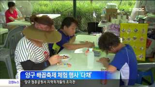 춘천MBC뉴스 이동)양구 배꼽축제 개막(R)