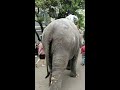 pdy s favourite 🐘 lakshmi. pondicherry animal lakshmi lmvlogs restinpeace