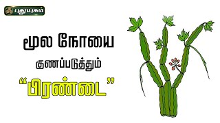 மூல நோயை குணப்படுத்தும் பிரண்டை...! Dr.Jayaroopa #இனியவைஇன்று 03/08/2023 #puthuyugamtv