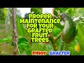 PROPER CARE FOR YOUR GRAFTED FRUIT TREES