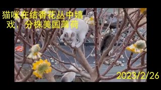 猫咪在结香花中嬉戏，三年生的“美国薄荷”花该分株了。