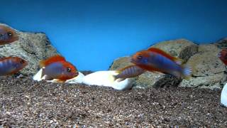 Labidochromis hongi Sweden 5 - 7 cm