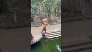 ye bhalu 🐻 Dekho khane ke liye kaise bula raha hai 😀😆😄😀😱 #bear #bearlover #bhalu #trending #shorts