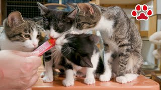 猫部屋で初めてちゅーるを食べたが、相変わらず奪い合う子猫たちだった【瀬戸のおにぎり＆えま日記】