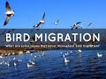 The Journey of Migratory Birds | Bird Migration | Why do Birds Migrate? | Myinsights|